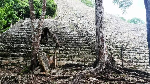 pyramid in Coba Maya Ruins Yucatan Peninsula close up of ancient old tree roots