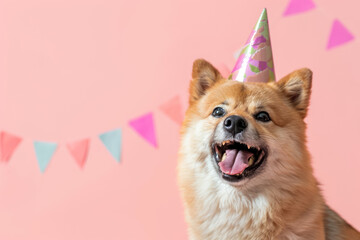 happy shiba inu dog celebrating with birthday hat on pink background - obrazy, fototapety, plakaty