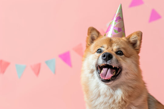 happy shiba inu dog celebrating with birthday hat on pink background