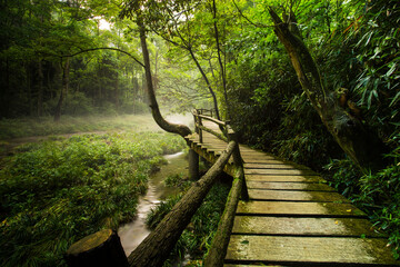 a wooden walkway through a leafy green forest, chine 