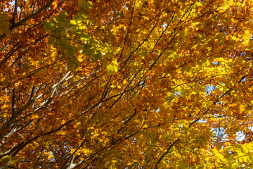 autumn leaves in the park