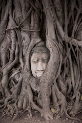 a statue sinking into new tree roots Ayutthaya Thailand Sukhothai