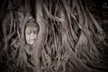a statue sinking into new tree roots Ayutthaya Thailand Sukhothai - obrazy, fototapety, plakaty