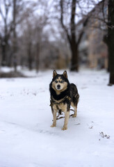 Siberian Husky on a walk in the snow - this is his favorite walk