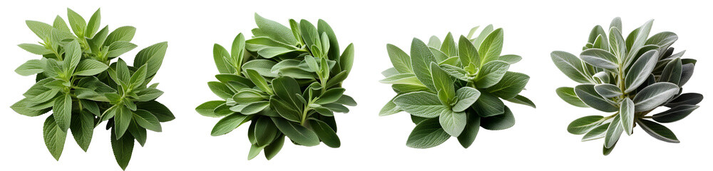 Sage herb png. set of sage plant leaves png. sage png. sage top view png. sage flat lay png. sage plant. Salvia officinalis. common sage isolated
 - obrazy, fototapety, plakaty