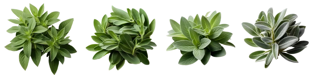 Rolgordijnen Sage herb png. set of sage plant leaves png. sage png. sage top view png. sage flat lay png. sage plant. Salvia officinalis. common sage isolated  © Divid