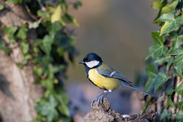 Fototapete bei efototapeten.de bestellen   