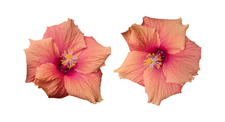 Pink orange hibiscus flowers isolated on transparent background	