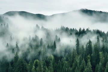 Misty forest landscape with pine trees