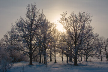 The trees, covered with fresh fluffy snow, are symmetrically arranged in the background light. The sun is shining through the trees.