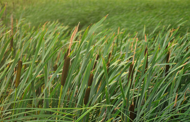 A lot of stems from green reeds. Unmatched reeds with long stems