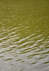 The texture of dark river water under the influence of wind, imprinted in perspective. Vertical image