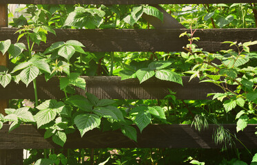 A huge bush of raspberry grows next to the wooden fence of the village garden. Background image associated with seasonal harvest