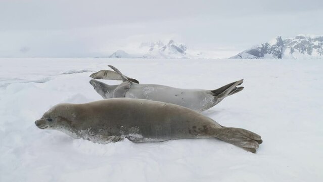 Close-up Weddell Seal Baby Play Muzzle View. Polar Crabeater Family Rest on Winter Cold Snow Covered Surface. Antarctica Nature Landscape Wildlife Behavior Footage Shot