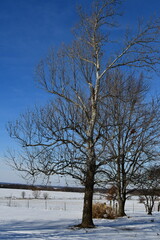 Sycamore Tree in a Snowy Field
