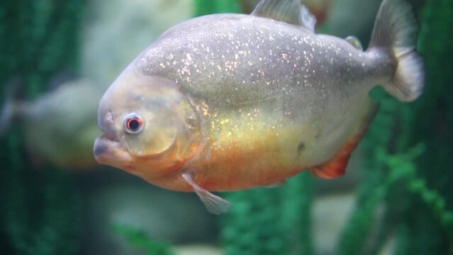 Fish with shiny squama slowly swims in water with green algae