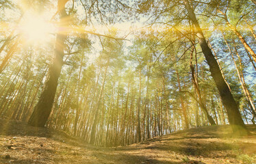 Spring sunny landscape in a pine forest in bright sunlight. Cozy forest space among the pines, dotted with fallen cones and coniferous needles