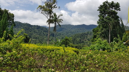 landscape with trees and mountains
