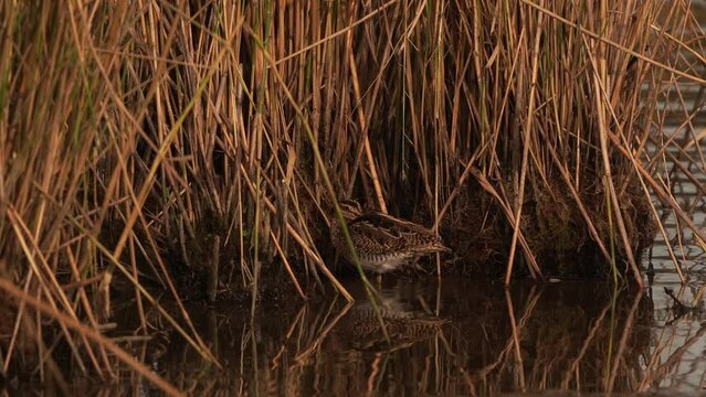 A common snipe (Gallinago gallinago) sleeping in a wetland in front of a reed collar