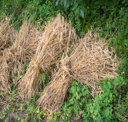 Harvested wheat in sheaves lies on the ground