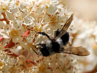 Macro of Ashy mining bee (Andrena cineraria) foraging flowers of photinia