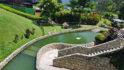 duck swimming in stream at the park