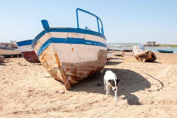 DOG AND BOATS © Alfredo