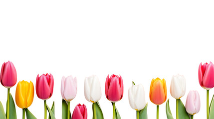 many tulips copy space isolated on the white background png image