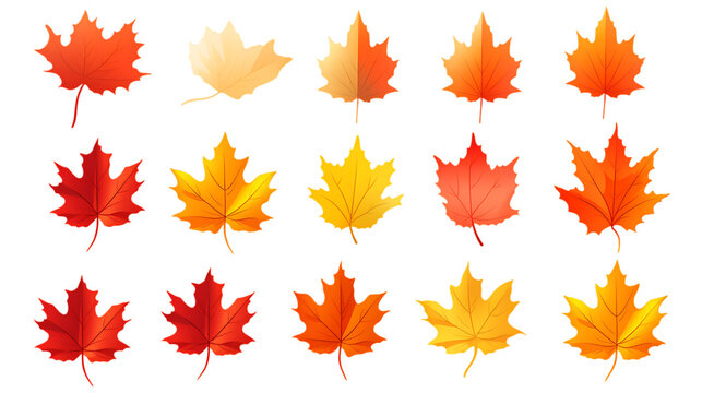 maple leaves icon collection isolated on transparent background. vector illustration png image