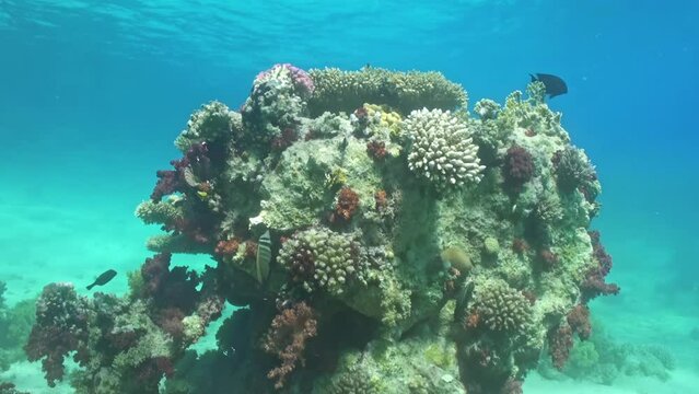 Coral underwater ecosystems support amazing marine species. Exploring coral reefs is an opportunity to witness intricate web of life that depends on these underwater wonders.