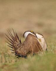 Sage Grouse performs mating dance on the lek - vertical format