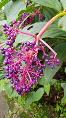 flowers in the garden