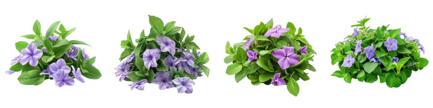 Vinca Flower Pile Of Heap Of Piled Up Together Hyperrealistic Highly Detailed Isolated On Transparent Background Png File