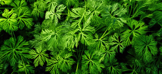 Fototapeta na wymiar Fresh green dill leaves herbs, with water drops over it, closeup macro detail. Generative AI
