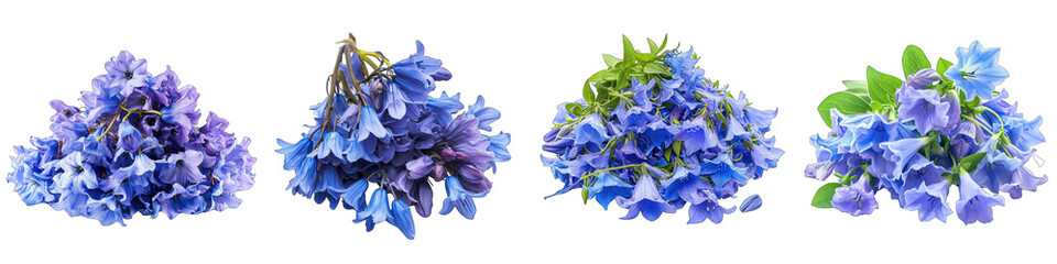 Virginia Bluebell Flower Pile Of Heap Of Piled Up Together Hyperrealistic Highly Detailed Isolated On Transparent Background Png File - obrazy, fototapety, plakaty