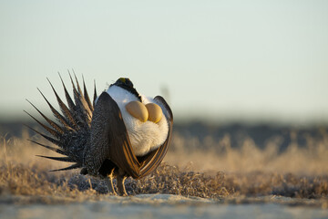 Sage Grouse - yellow chest sacs expand to appear as "sunny side up" eggs, as he performs dramatic mating display