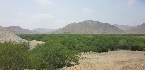 green on the desert