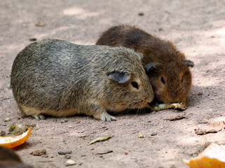 Closeup of two guinea pigs (Cavia porcellus) eating fruits