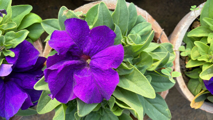 Purple petunia flowers in the garden, Surfinia flower With Green Leaves.