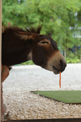 a donkey with brown fur with a white striped head