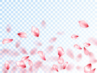 Japanese cherry petals on transparent background.