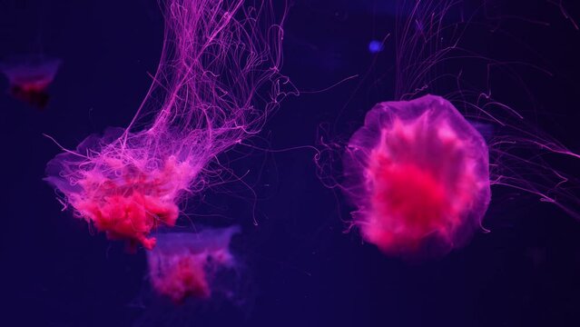 Fluorescent jellyfish swimming underwater aquarium pool with red neon light. The Lion's mane jellyfish, Cyanea capillata also known as giant jellyfish, arctic red jellyfish, hair jelly