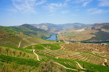 Fototapeta na wymiar Beautiful Douro Valley with a river view and typical north Portuguese vinery.