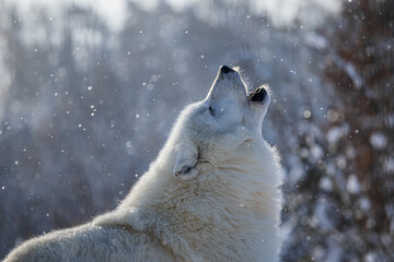 male Arctic wolf (Canis lupus arctos) detail on the howling head - obrazy, fototapety, plakaty