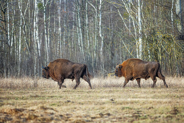 The European bison (Bison bonasus) or the European wood bison