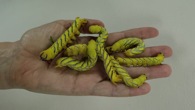 Many yellow caterpillars crawl on the palm. Death head moth. Hawk moth caterpillars larvae of sphingidae Acherontia atropos.