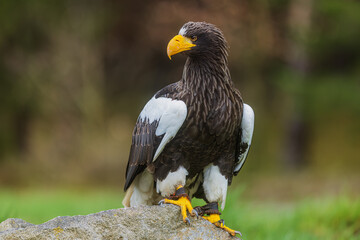 Steller's sea eagle (Haliaeetus pelagicus), also known as Pacific sea eagle or white-shouldered...
