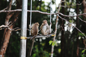 Two monkeys sitting on a pole in the forest