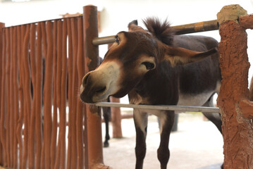 a donkey with brown fur with a black striped head