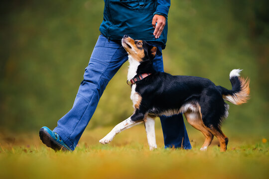 A black and brown dog performs a movement exercise heelwork during obedience training. Sport with dog concept